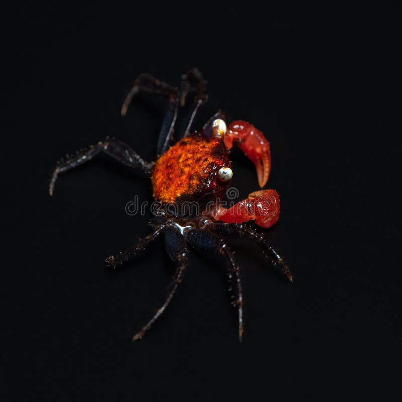 Red Devil Vampire Crabs in Studio. Geosesarma Hagen Isolated on Black