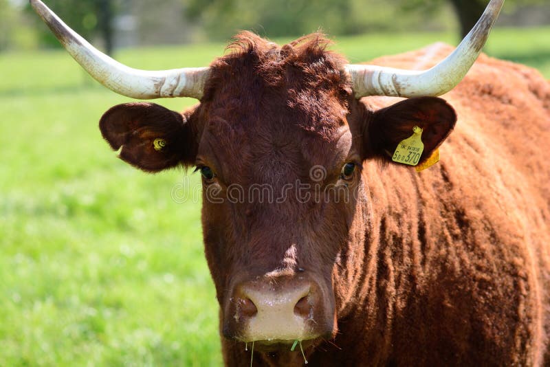 10,871 Cow Head Horns Stock Photos Free & RoyaltyFree Stock Photos