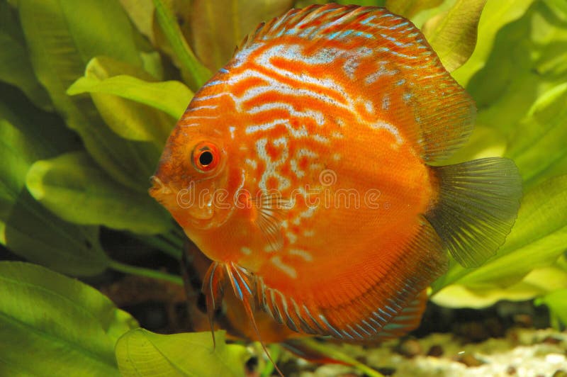 Red discus fish stock photo