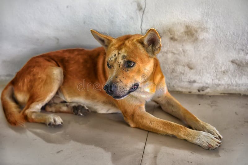 Red dog with bruises stock image. Image of green, captured 95963773