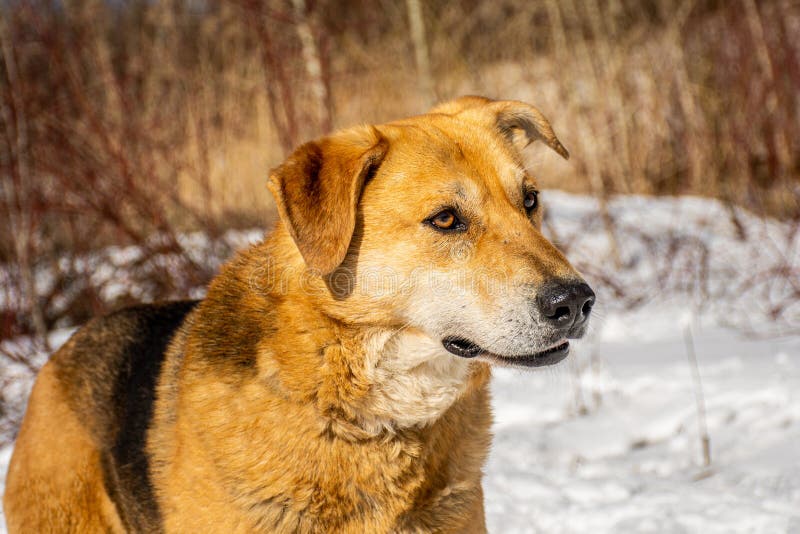 Red dog portrait stock image. Image of stray, carnivore 270450033