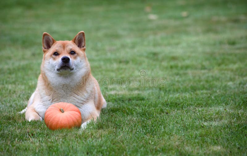 Red dog lying with pumpkin on grass. Halloween thanksgiving photo with copy space. Red dog lying with pumpkin on grass. Halloween thanksgiving photo with copy space.