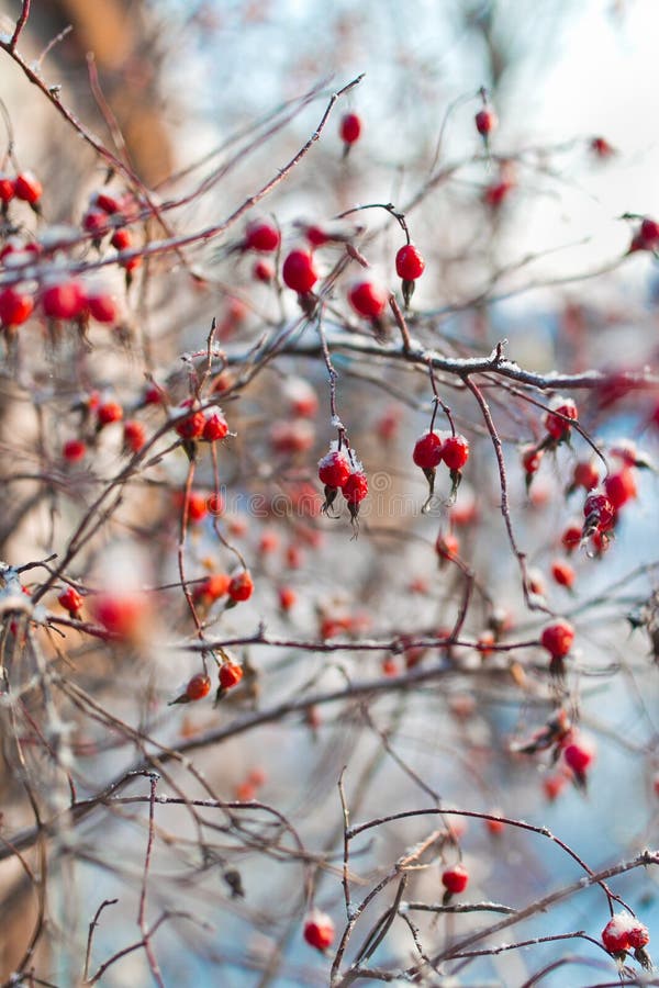 Red Dog rose royalty free stock photos