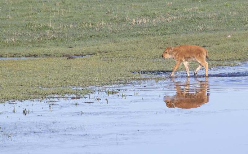 Red dog young bison walking in grass by lake royalty free stock image
