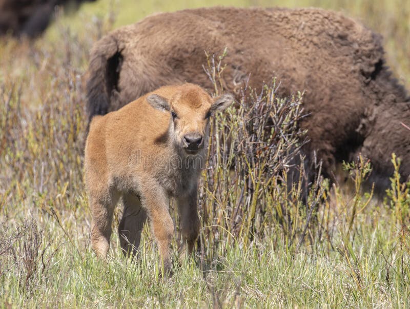 Red dog young bison walking in grass and sagebrush royalty free stock image