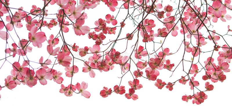 Red Dogwood Banner in Spring