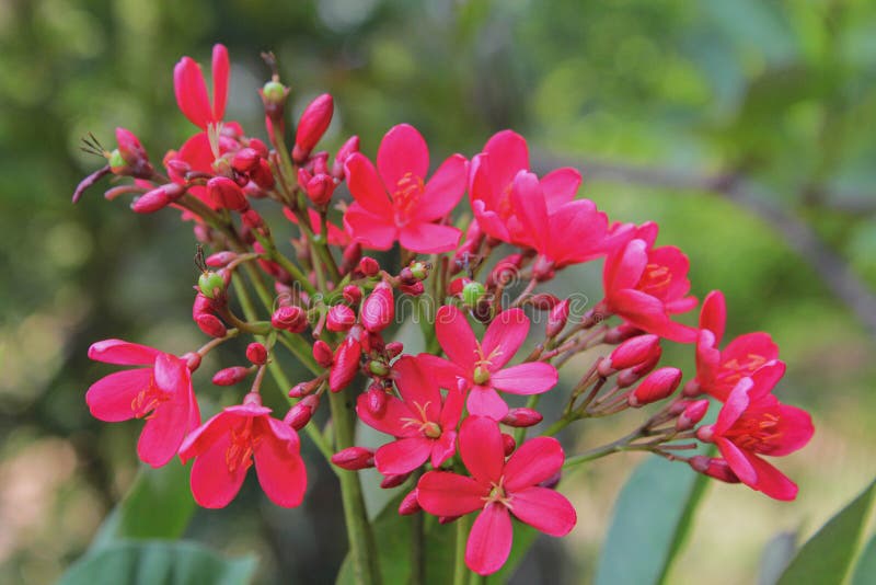 Red dok champa flower laos national flowerd ok champa laos