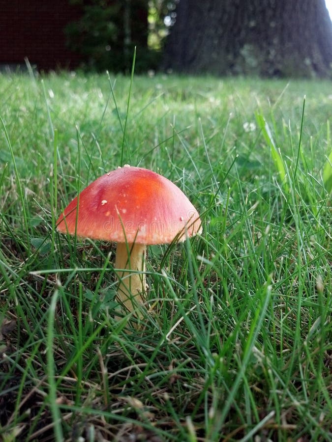 Red Dome Mushroom stock photo. Image of lawn, dome, forest 42589358