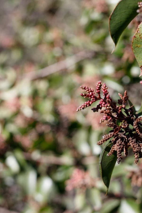 Red dormant flower buds of Sugar Sumac, Rhus Ovata, Anacardiaceae, native gynodioecious perennial evergreen woody shrub in Franklin Canyon Park, Santa Monica Mountains, Transverse Ranges, Autumn. Red dormant flower buds of Sugar Sumac, Rhus Ovata, Anacardiaceae, native gynodioecious perennial evergreen woody shrub in Franklin Canyon Park, Santa Monica Mountains, Transverse Ranges, Autumn.