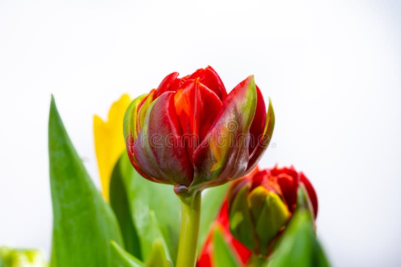 Red Double Dutch Tulip Flower Close Up on White Background Stock Photo