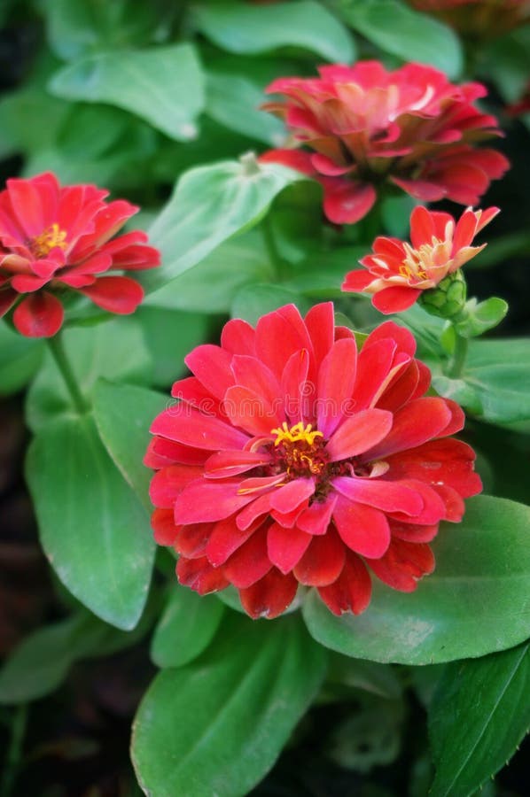 Red Double Zinnia flowers stock image. Image of celebrate - 87288793