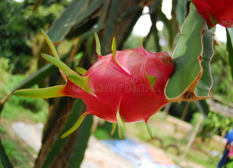Red dragon fruit in the garden