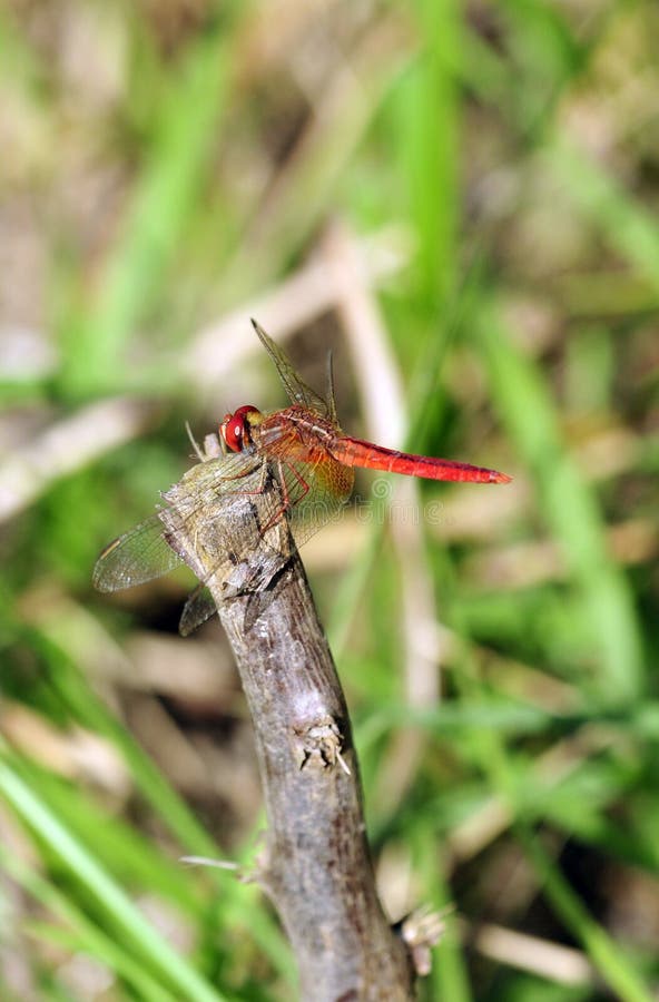 Red dragonfly