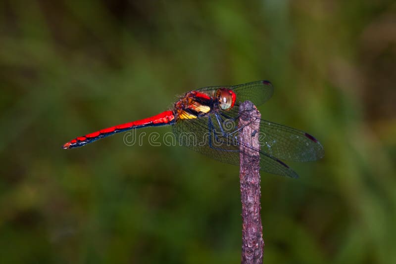 Red dragonfly