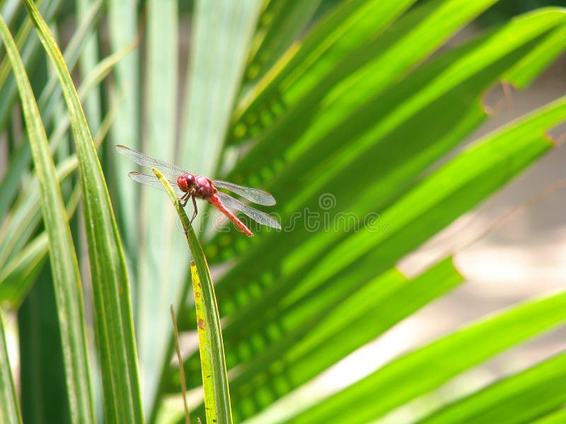 Red Dragonfly