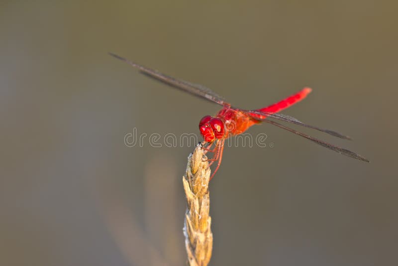 Red dragonfly