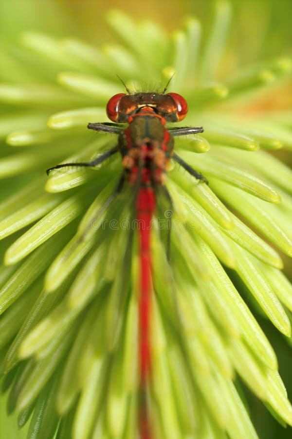 Red dragonfly