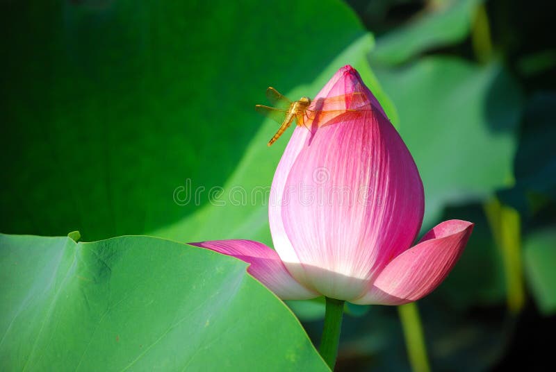 Red dragonfly