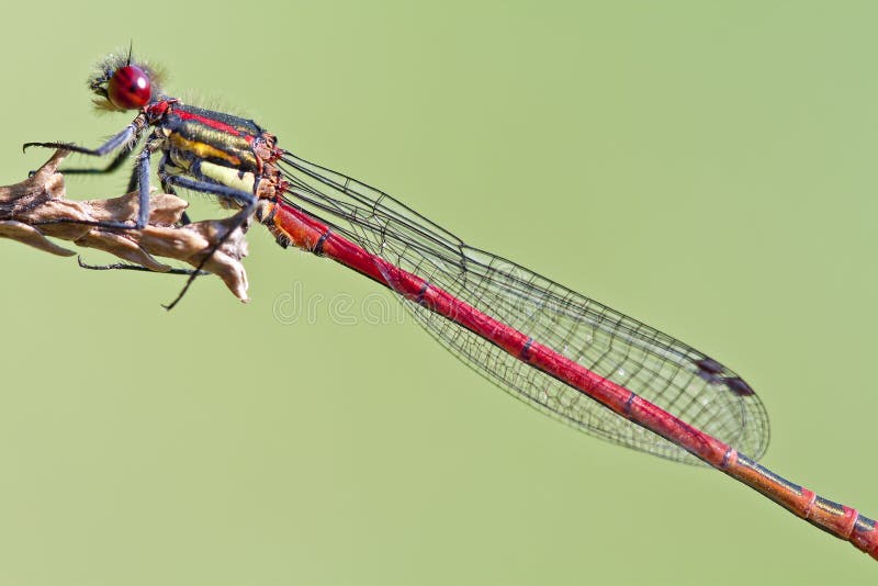 Red dragonfly close up stock photography