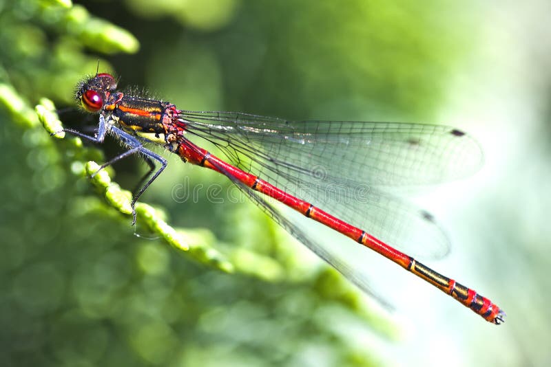 Red dragonfly close up royalty free stock photo