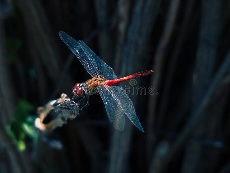 Red dragonfly close-up stock image