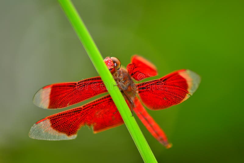 Red dragonfly at flower stock photo. Image of wing, dragonfly 203445980