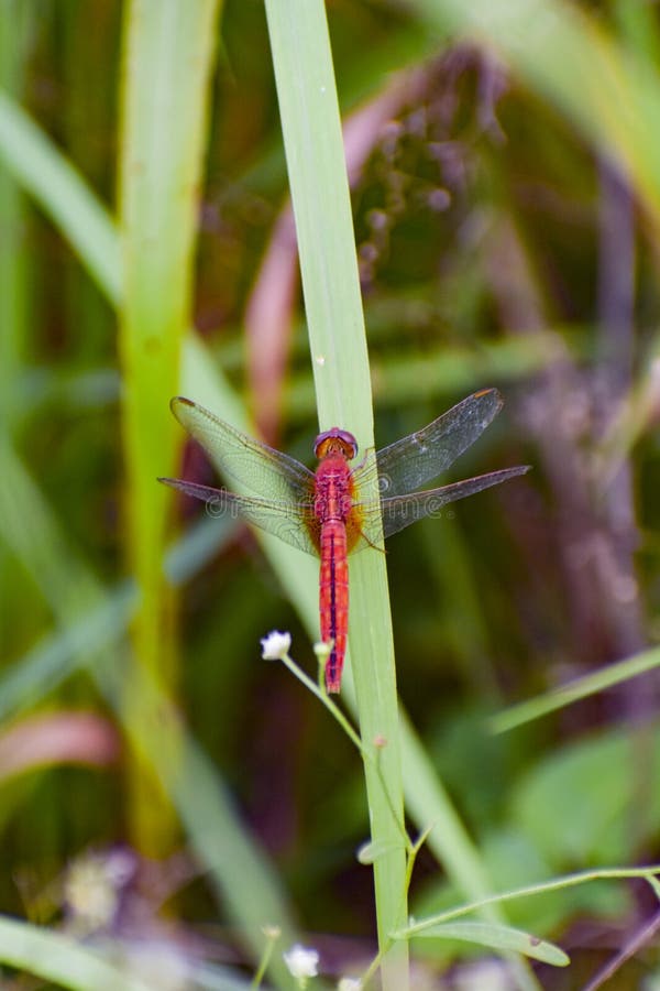 Red Dragonfly front face CloseUp Micro, follow me on Instagram: CLickontheway007