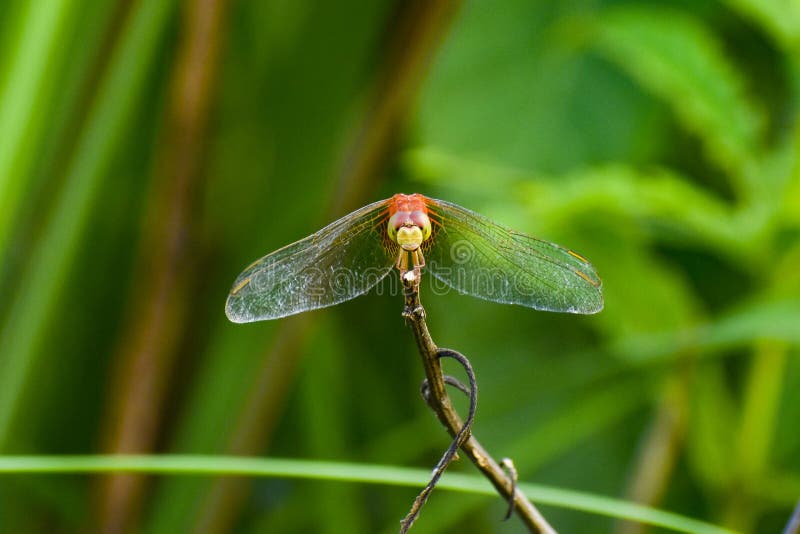 Red Dragonfly front face CloseUp Micro royalty free stock photo