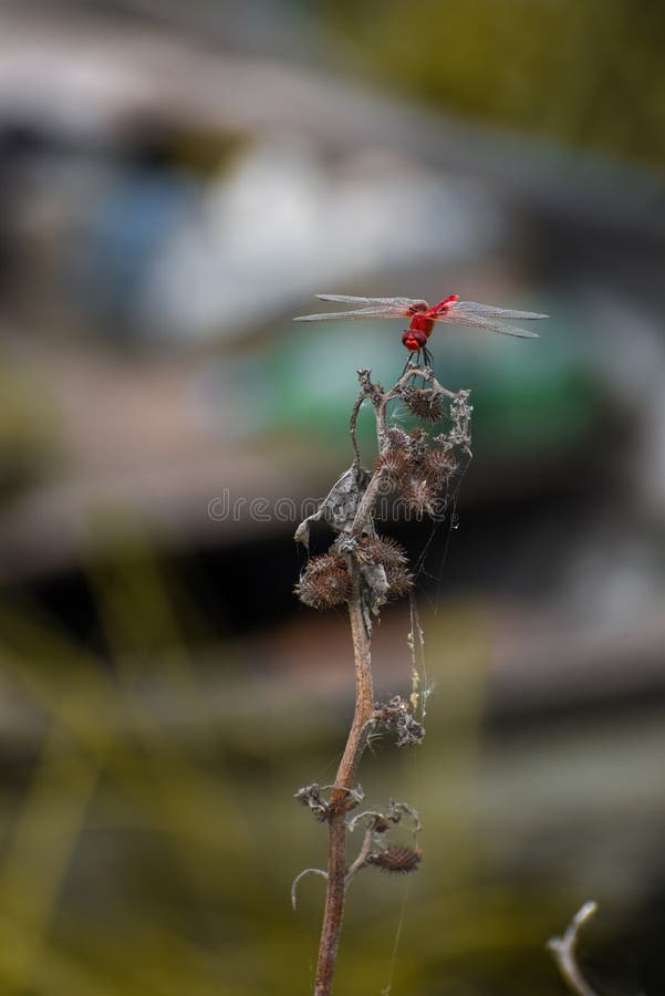 A red Dragonfly upper side view seated on the dry Branch of plant stock photos