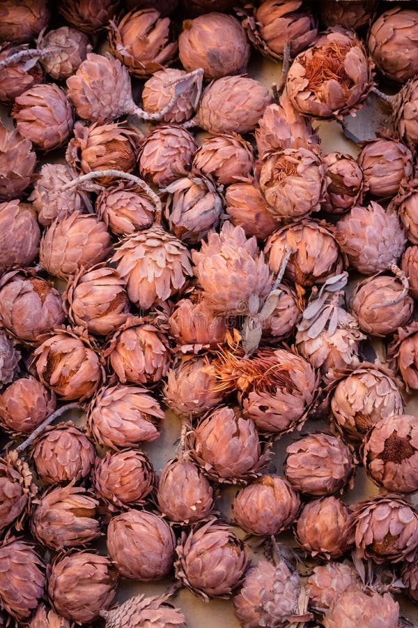 Many dried red closed sugarbush flowers 3