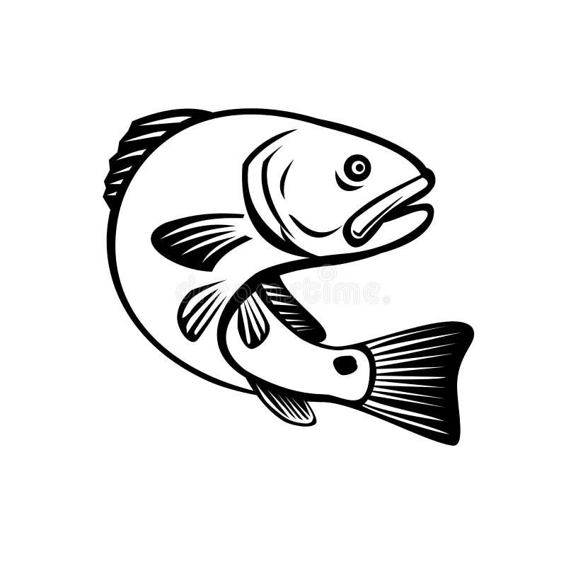 Redfish Stock Illustrations – 437 Redfish Stock Illustrations