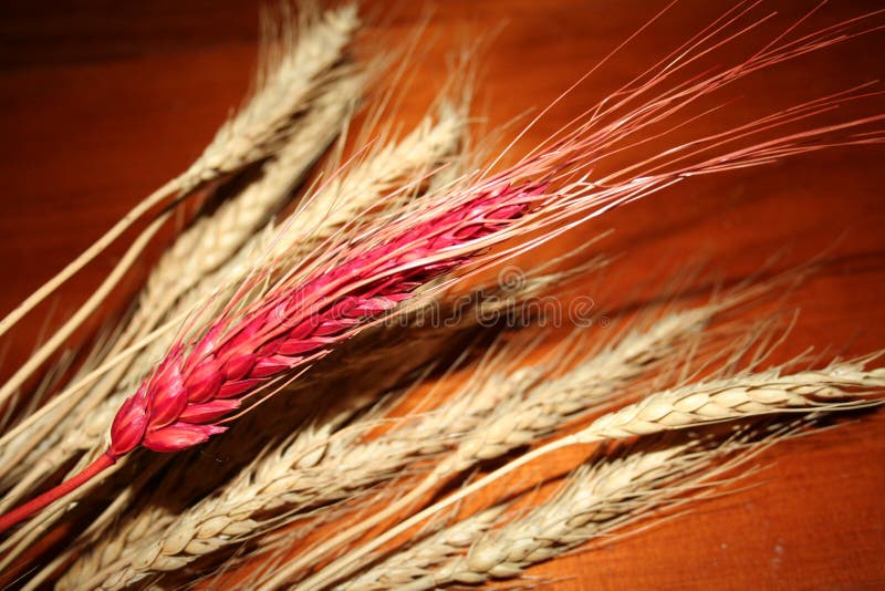 Red ear of wheat on a Wood Background
