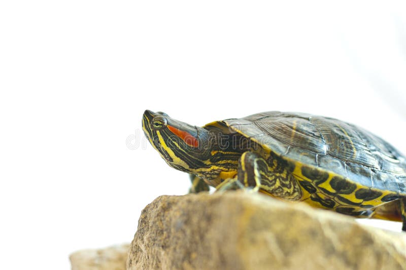 Red-eared slider