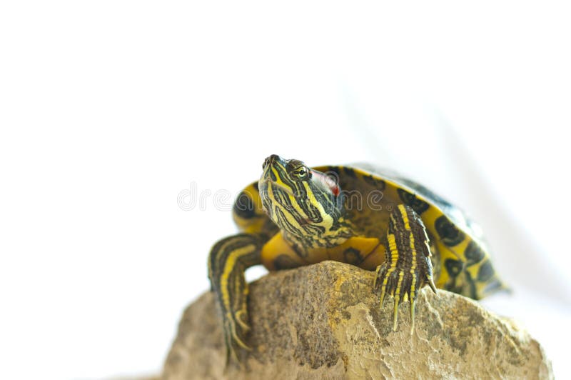 Red-eared slider royalty free stock image
