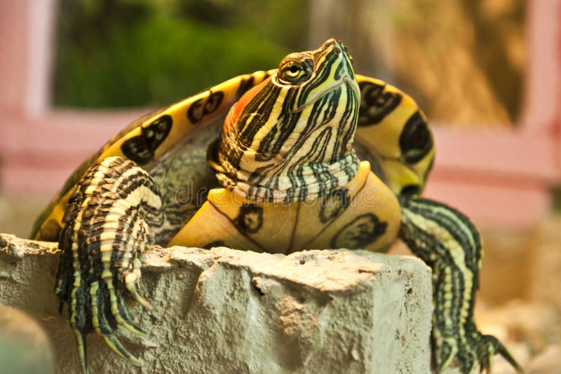 Red-eared slider