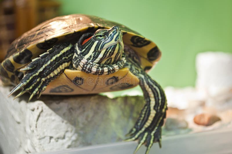 Red-eared slider