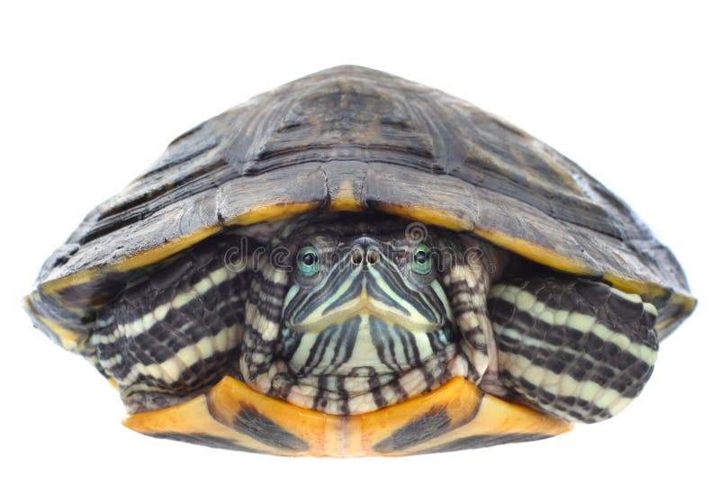 red eared slider predators red eared slider predators