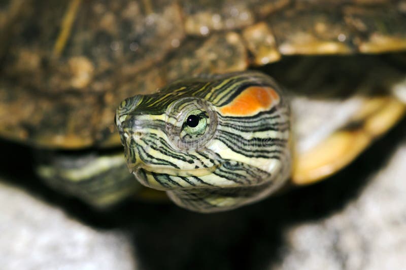 Red-Eared Slider stock image. Image of head, slider, skin - 88874151