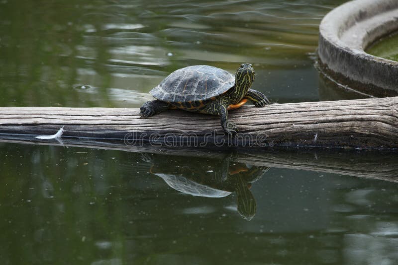 Red-eared slider (Trachemys scripta elegans).