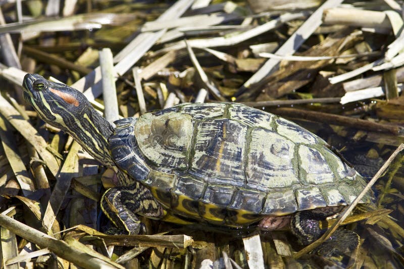 Red-eared Sliders (Trachemys scripta elegans)