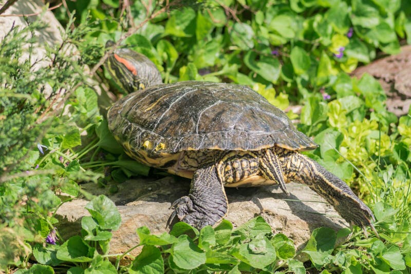 Red eared turtle close up in nature environment stock photo