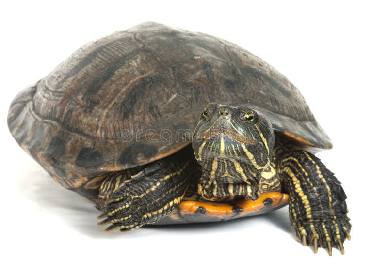 Red-eared Slider stock photo. Image of reptile, pattern - 11359154