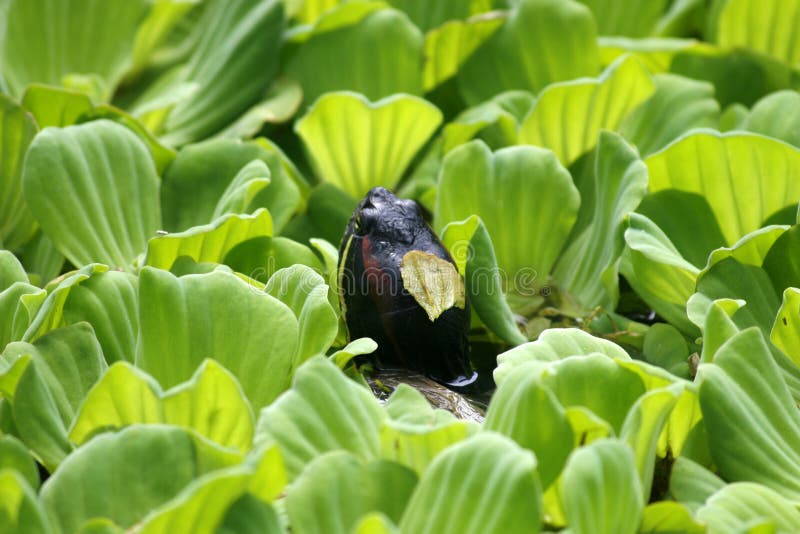 Redeared turtle slider stock photo. Image of elegans 67384936