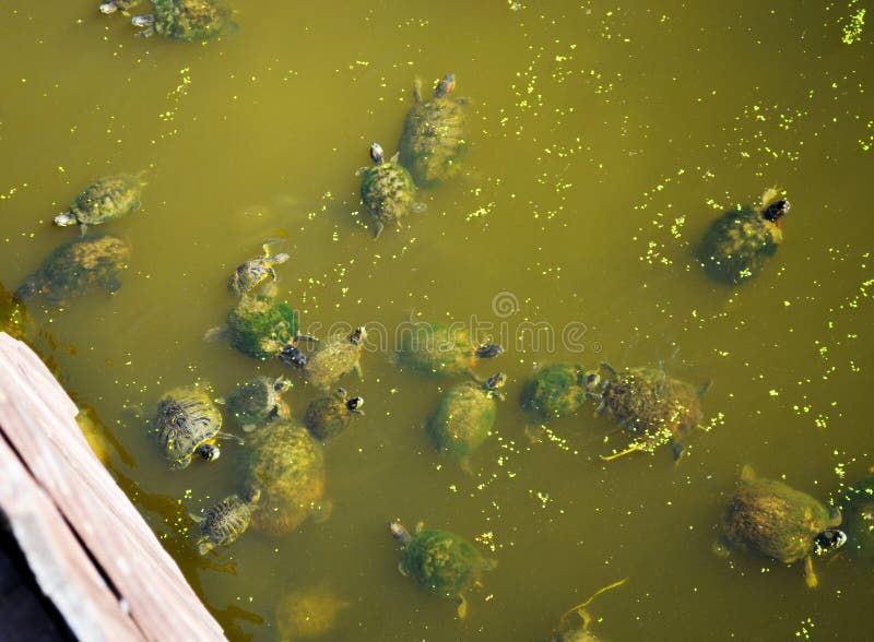 Red Earred Slider Turtles Swimming royalty free stock photography