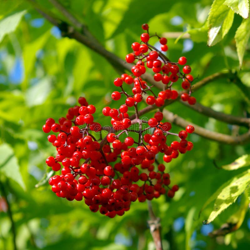 Red elderberry