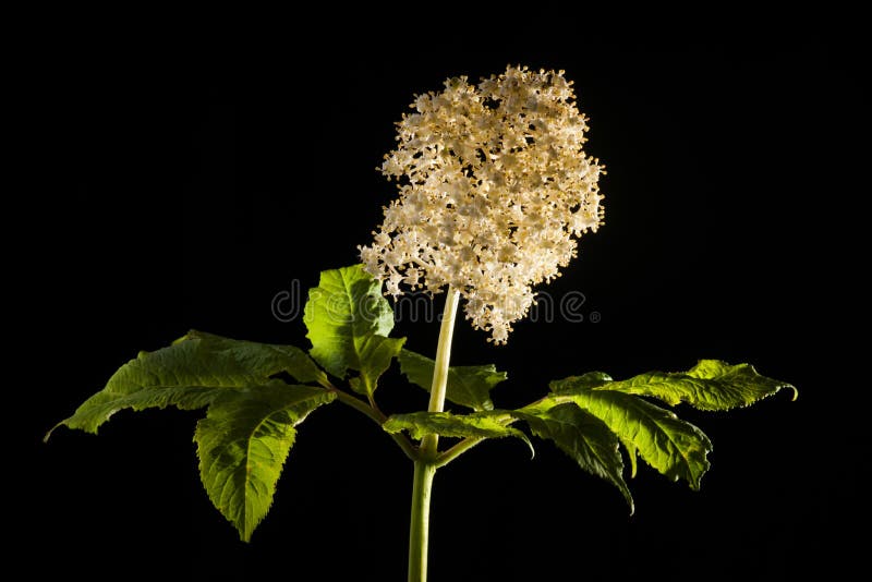 Red Elderberry Blooming on Black Stock Photo Image of brush