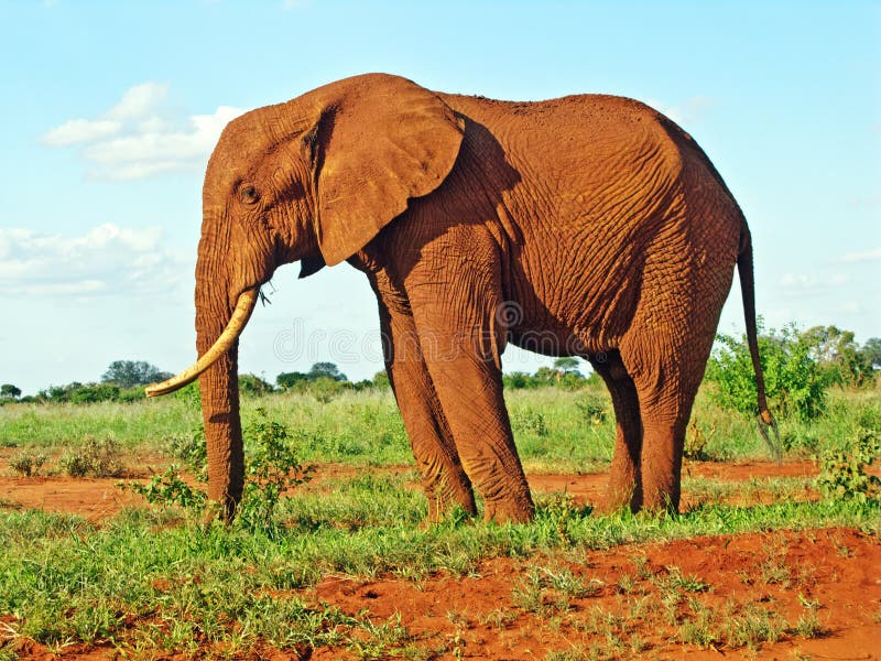 Red elephant from Africa in savannah