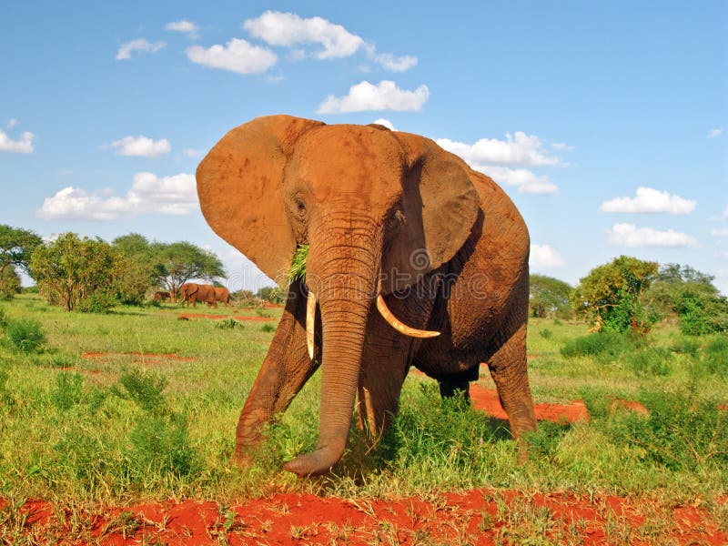 Red Elephant in savannah with blue sky