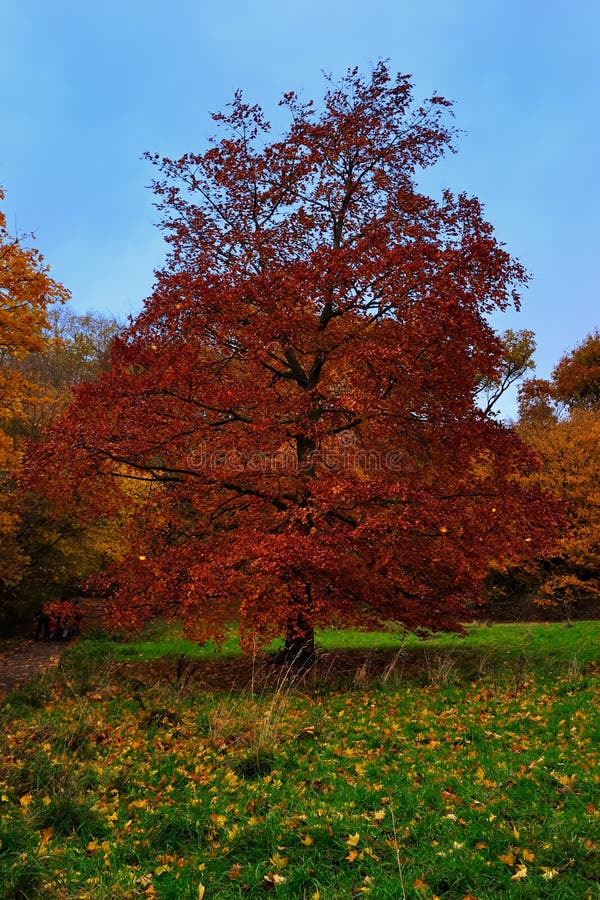 Red elm tree stock photo. Image of blue, grass, nature 8694264