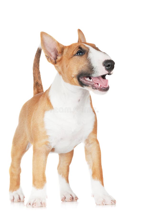English Bull Terrier Puppy Image of portrait, purebred: 33100829